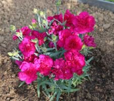 Dianthus 'colores beso'