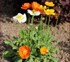 Papaver nudicaule 'Garden gnome'