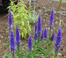 Veronica spicata 'Goodness grows'