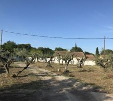 Oliviers taillé
