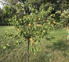 Abricotier - bientôt la 1e récolte