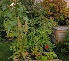 Carrés potager pleins de vie