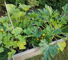 Carrés potager pleins de vie