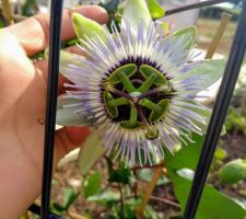 Naissance de la première fleur de passiflore aujourd'hui, c'est une super belle surprise