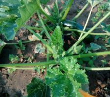 Une courgette qui pointe son nez