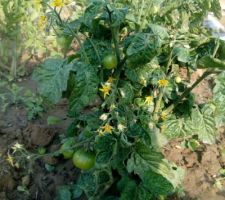 Tomates