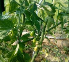 Tomates vertes