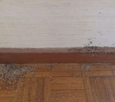 Fourmis charpentieres dans la chambre