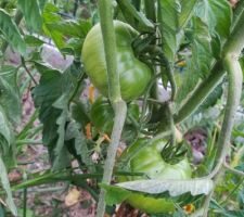 Futures tomates steak !