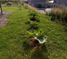 Le gazon à été tondu pour la première fois et les rhubarbes poussent bien , la photo est prise côté nord ( la rhubarbe n aime pas le plein soleil)