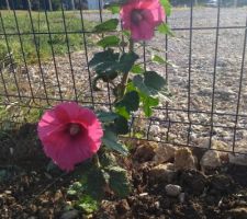 Rose trémière pour les bords de clôture