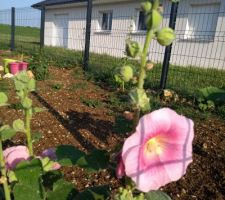 Rose trémière pour les bords de clôture