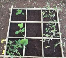 Mise en place du potager !
- Poivrons
- Courgette
- Tomates Cerises & Tomates