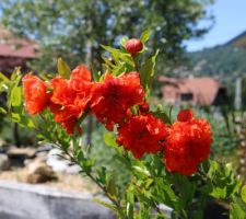 Grenadier à fleurs 'Pleniflora'