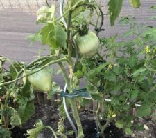 Les tomates poussent !!!