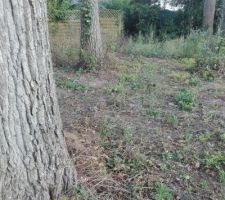 Implantation de la maison. Côté gauche. Ras de l'arbre