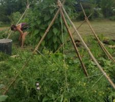 Potager en permaculture