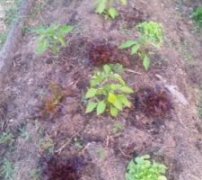 Potager en permaculture