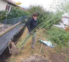 Plantage barrière de bambous