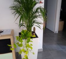 Nos premières plantes...