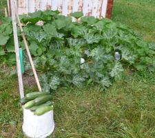 Ça pousse vite ! Ma première récolte de courgettes, c'est super ! Et il y en a plein d'autres qui arrivent !