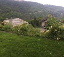 La pelouse enfin.... après des travaux de remise à niveau l?extraction de plusieurs dizaines de brouettes entières de cailloux, un camion de terre végétale et des dizaines de litres de terreau...c?est encore pas ça mais ça va venir.....