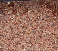Les coquilles de noisettes (françaises !), constituant du filtre de la micro-station BIONUT