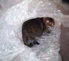 3 tonnes de plastique bulles ! (Ça occupe le chat au moins)