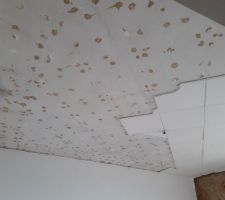 Chambre jardin le plafond se dénude