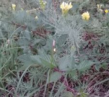 Fleurs sauvages