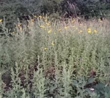 Fleurs sauvages