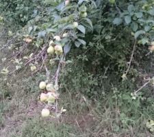 Compote en devenir
