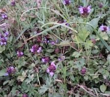 Fleurs sauvages