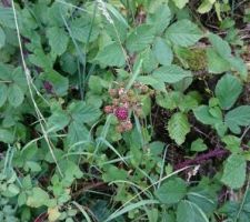 Confiture en devenir