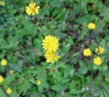 Fleurs sauvages