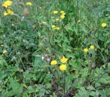 Fleurs sauvages