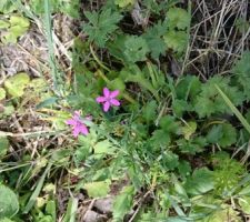 Fleurs sauvages