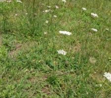 Achillées et Marguerite
