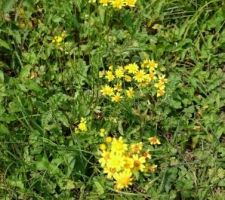 Fleurs sauvages