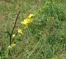 Fleurs sauvages