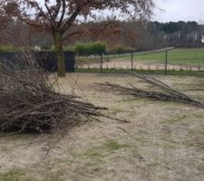 Elagage des arbres et préparation du terrain pour le printemps.