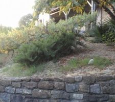 On veut bien entendu garder le mur en pierre. Il y a un cerisier (photo a droite) que l'on enlèverait aussi au profit d'une terrasse.