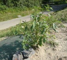 Nouvelle plante mystère