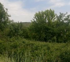 Le lotissement à son état sauvage