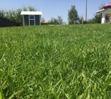 Notre petite maison dans la prairie. Le gazon de placage a très bien pris. Un vrai bonheur...