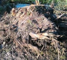 Souche d'arbre