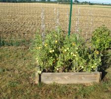 Pieds de tomates dans carré potager - très bio tout celà