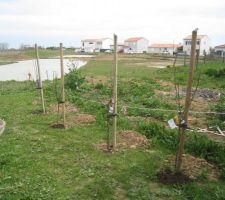 Plantation arbre fruitiers pommiers,poiriers en palier pour vis a vis