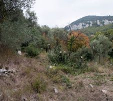 L'emplacement de la maison après une journée de débroussaillage et de coupe d'arbres. On a récupéré 2 stères pour notre poêle :-)