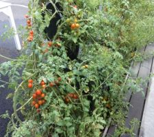 Les tuteurs n'ont pas résité au poids et a la longueur des plants de tomates version 2018 .la chaise de jardin participe .......